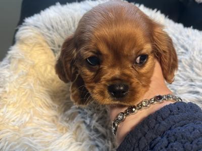 2 Cavalier King Charles puppies in Galway