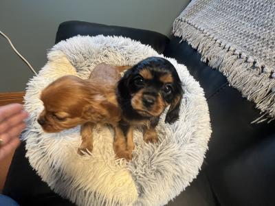 2 Cavalier King Charles puppies in Galway