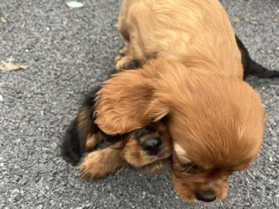 2 Cavalier King Charles puppies in Galway