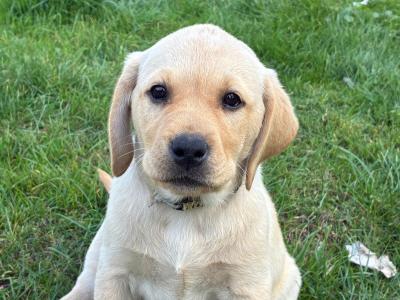 Beautiful Labrador puppies