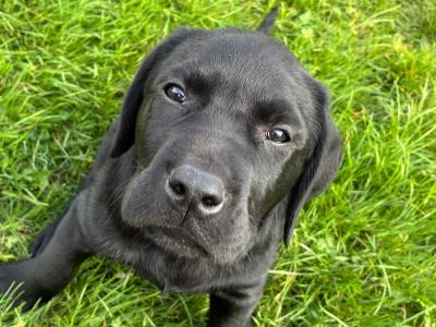 Beautiful Labrador puppies
