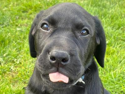 Beautiful Labrador puppies in Cork