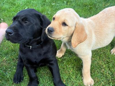 Beautiful Labrador puppies
