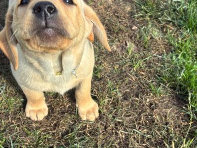 Beautiful Labrador puppies