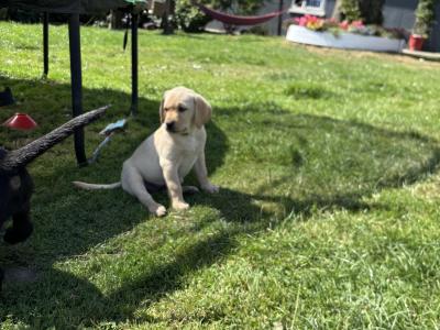 Beautiful Labrador puppies