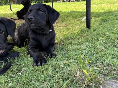 Beautiful Labrador puppies