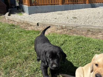 Beautiful Labrador puppies