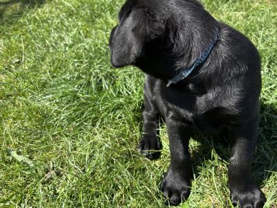Beautiful Labrador puppies