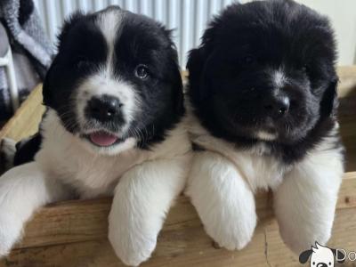 Newfoundland X puppies in Wicklow