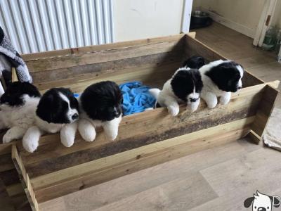 Newfoundland X puppies in Wicklow