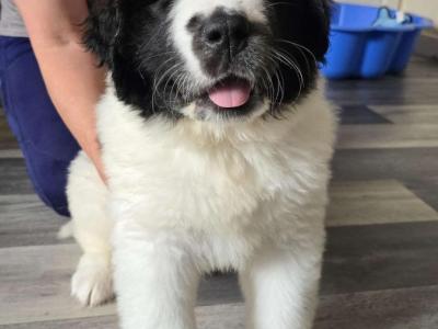Newfoundland X puppies in Wicklow