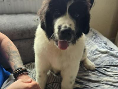 Newfoundland X puppies in Wicklow