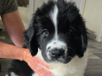 Newfoundland X puppies in Wicklow