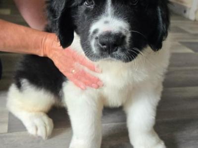Newfoundland X puppies in Wicklow