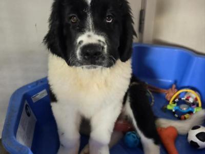 Newfoundland X puppies in Wicklow