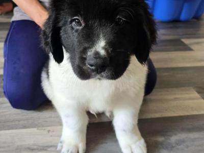 Newfoundland X puppies in Wicklow