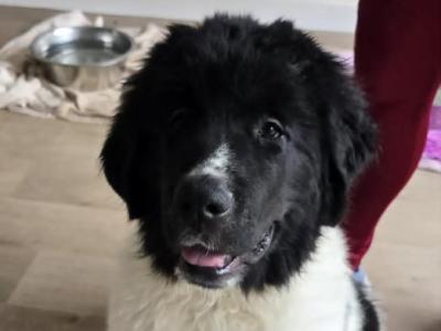 Newfoundland X puppies in Wicklow