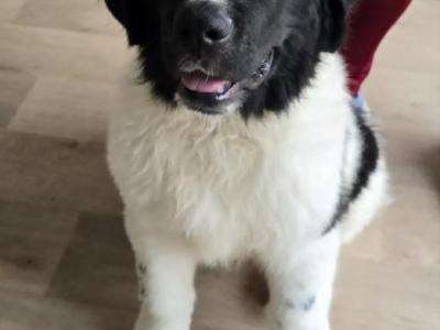 Newfoundland X puppies in Wicklow