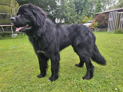 Gorgeous, Loving, Newfie Dog for Stud