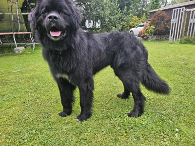Gorgeous, Loving, Newfie Dog for Stud