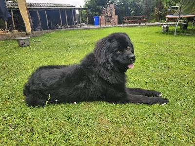 Gorgeous, Loving, Newfie Dog for Stud