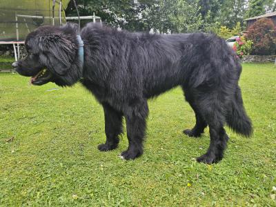 Gorgeous, Loving, Newfie Dog for Stud
