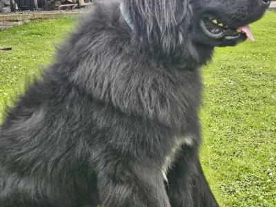 Gorgeous, Loving, Newfie Dog for Stud