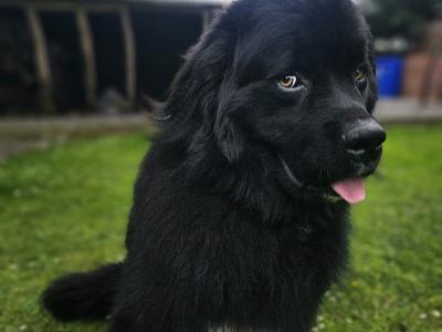 Gorgeous, Loving, Newfie Dog for Stud