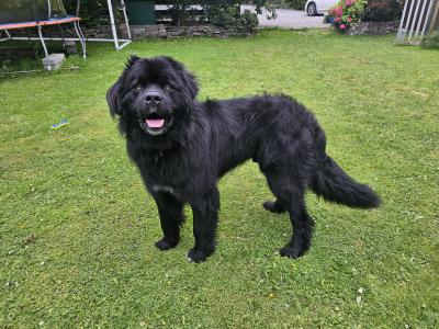 Gorgeous, Loving, Newfie Dog for Stud