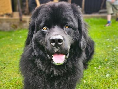 Gorgeous, Loving, Newfie Dog for Stud in Galway
