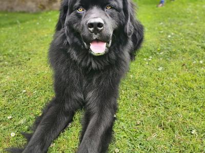 Gorgeous, Loving, Newfie Dog for Stud
