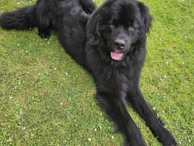 Gorgeous, Loving, Newfie Dog for Stud
