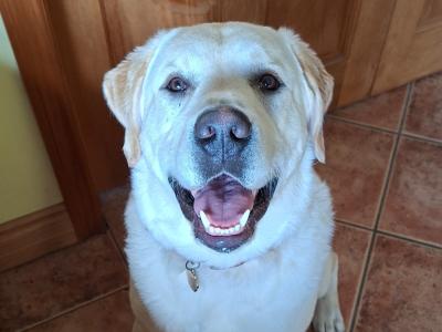 10 month old male Labrador for sale