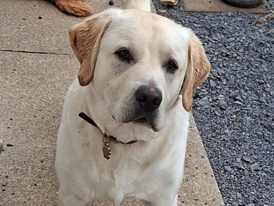 10 month old male Labrador for sale
