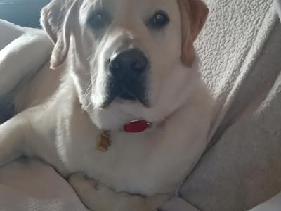 10 month old male Labrador for sale