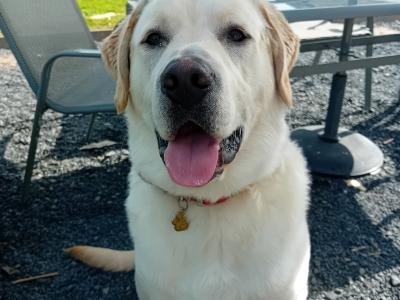 10 month old male Labrador for sale
