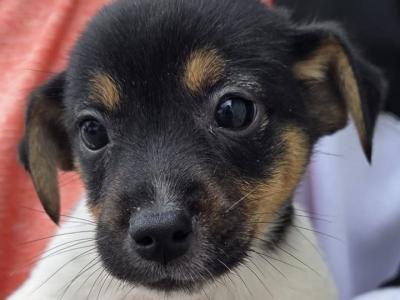 Miniature Jack Russell puppies for sale in Kilkenny