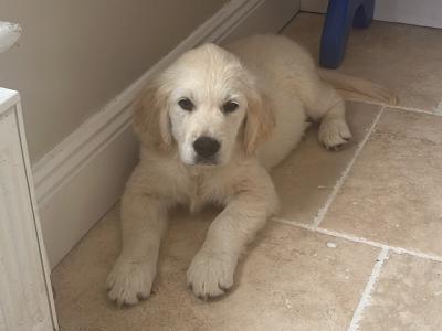 Two Golden Retriever puppies for sale Kilkenny
