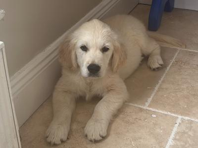 Two Golden Retriever puppies for sale in Kilkenny