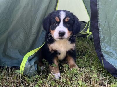 Purebred Bernese Mountain Dog puppies:  Family Reared in Galway