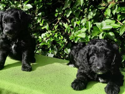 Beautiful  Cockapoo puppies available in Waterford 🐶
