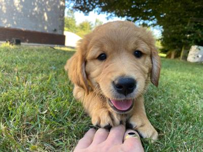 IKC Registered Pedigree Goldren Retriever puppies in Wexford - 0851841856