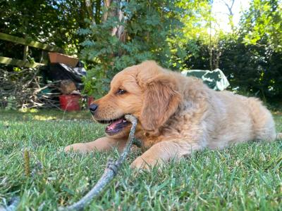 IKC Registered Pedigree Goldren Retriever puppies in Wexford - 0851841856