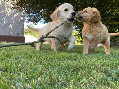 IKC Registered Pedigree Goldren Retriever puppies in Wexford - 0851841856