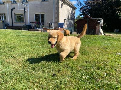 IKC Registered Pedigree Goldren Retriever puppies in Wexford - 0851841856