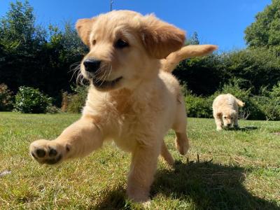 IKC Registered Pedigree Goldren Retriever puppies in Wexford - 0851841856