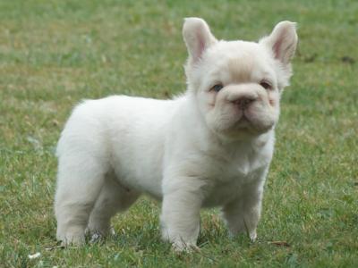 2 male fluffy French Bulldog puppies in Laois