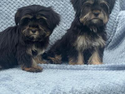 Shorkie puppies  (Shih Tzu x Yorkshire Terrier) for sale in Limerick