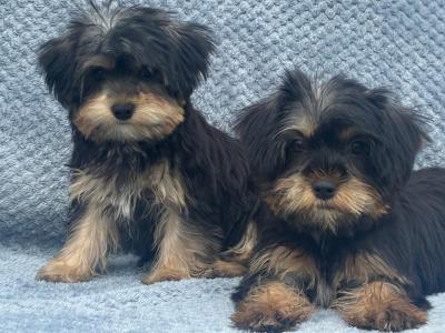 Shorkie puppies  (Shih Tzu x Yorkshire Terrier) for sale in Limerick