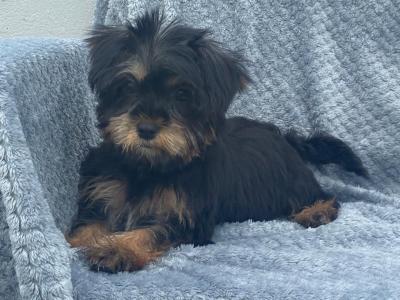 Shorkie puppies  (Shih Tzu x Yorkshire Terrier) for sale in Limerick
